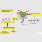 ANTI GLOMERULAR BASEMENT MEMBRANE PROTEIN - IgG