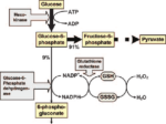 GLUCOSE-6-PHOSPHATE DEHYDROGENASE