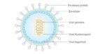 EPSTEIN BARR VIRAL CAPSID ANTIGEN - IgG