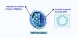 HEPATITIS B VIRUS PCR QUALITATIVE; HBV DNA PCR QUALITATIVE