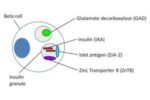 DIABETES TYPE 1 AUTOIMMUNE PROFILE