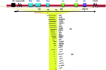 THALASSEMIA ALPHA MUTATION ANALYSIS