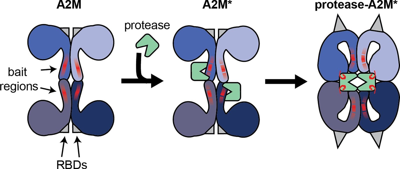 ALPHA2 MACROGLOBULIN