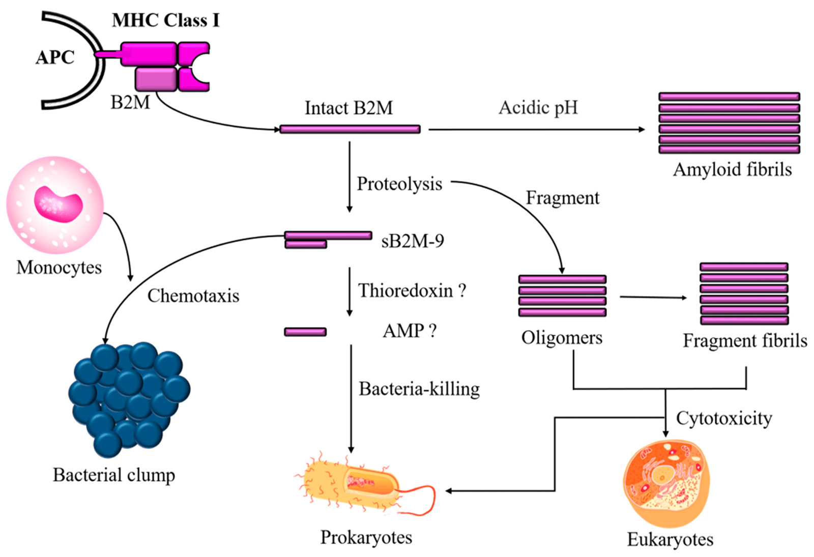 BETA2 MICROGLOBULIN