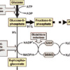 GLUCOSE-6-PHOSPHATE DEHYDROGENASE