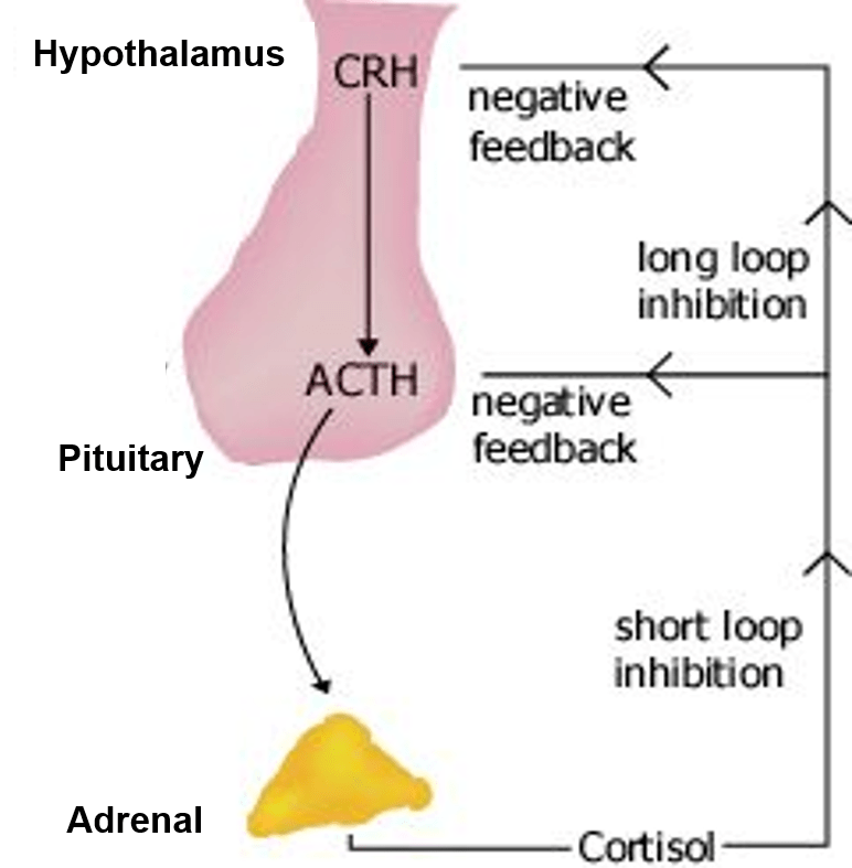 ADRENOCORTICOTROPIC HORMONE (ACTH)