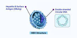 HEPATITIS B VIRUS PCR QUALITATIVE; HBV DNA PCR QUALITATIVE