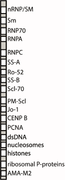 ANTINUCLEAR ANTIBODIES-17 BLOT(Immunoblot)